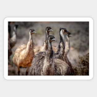 Emu Mob Sticker